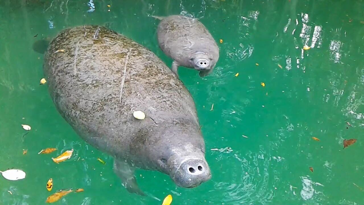 Photo of Others in Weeki Wachee Gardens