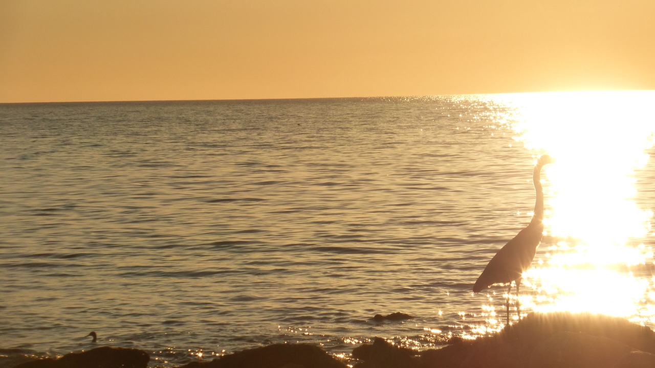 Photo of Others in Sarasota