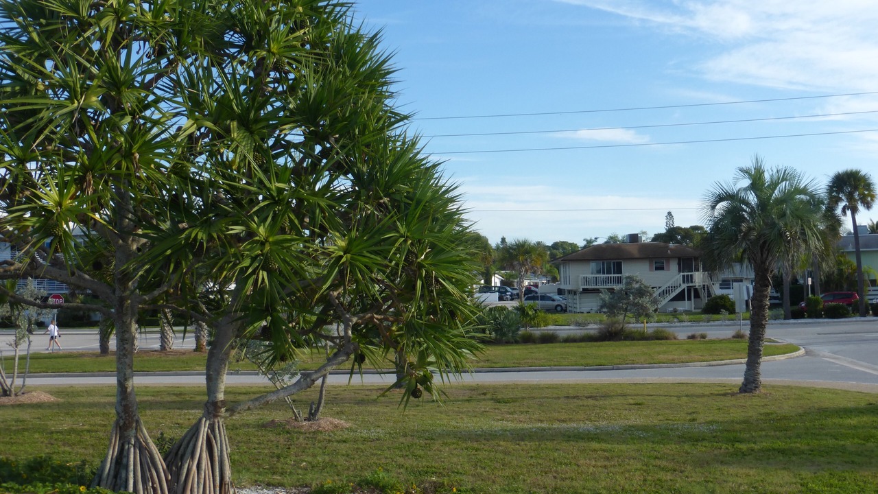 Photo of Outdoor in Sarasota
