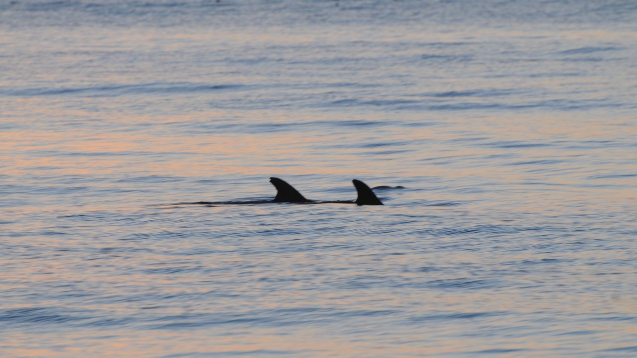 Photo of Others in Whitney Beach
