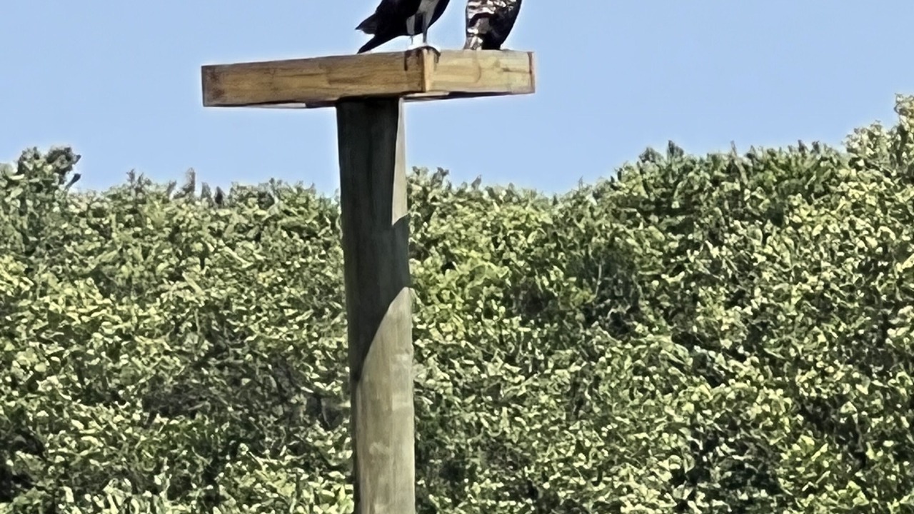 Photo of Others in Cedar Key