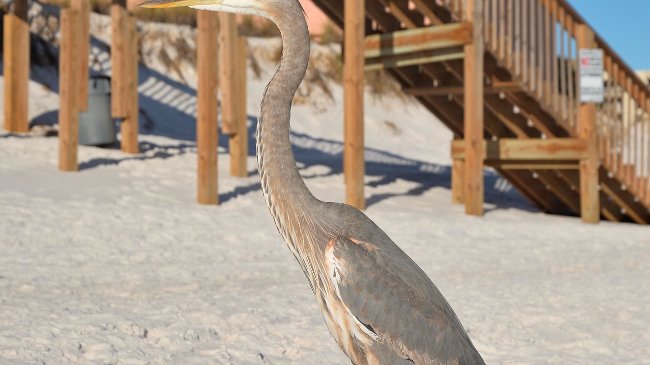 Photo of Others in Holiday Isle