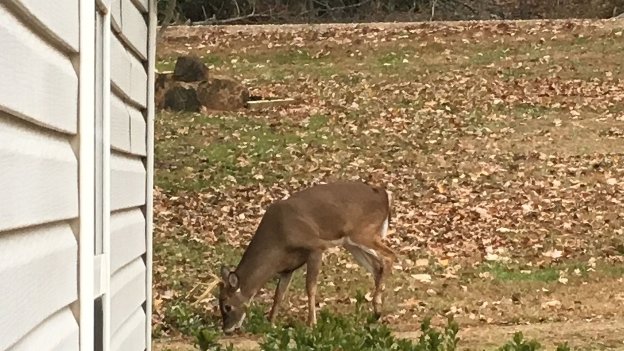 Photo of Others in Lake Lure