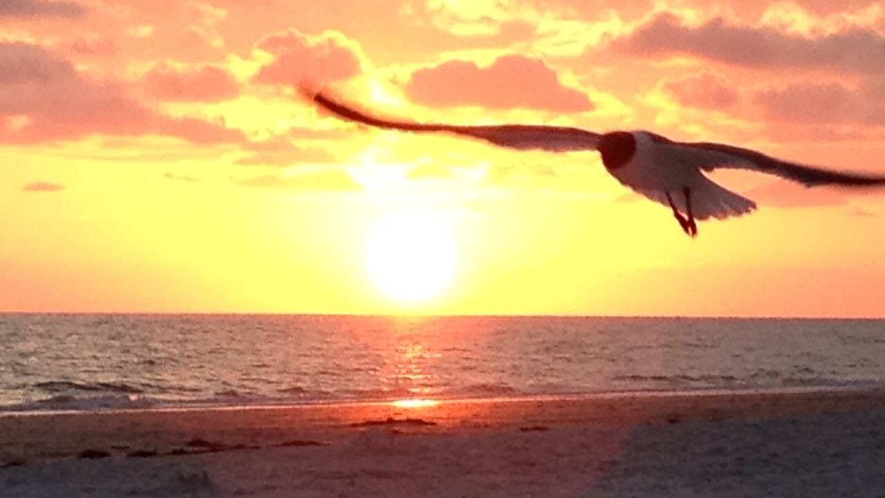 Photo of Others in Madeira Beach