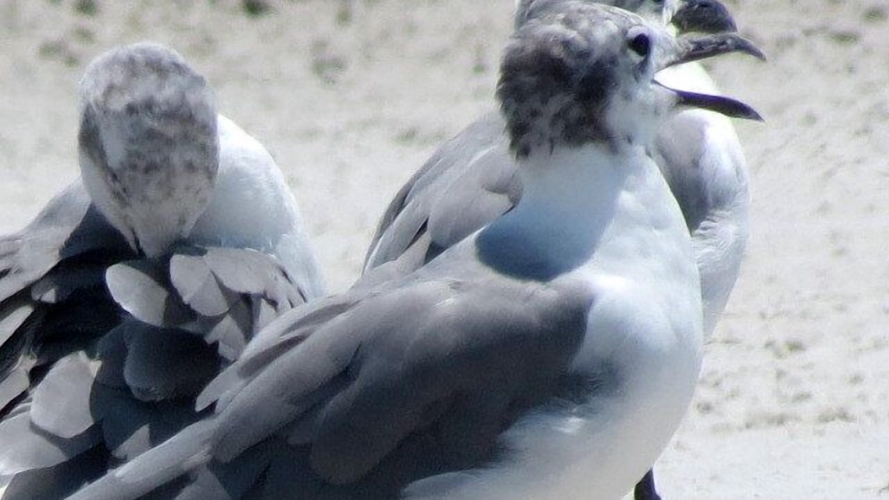 Photo of Others in Madeira Beach