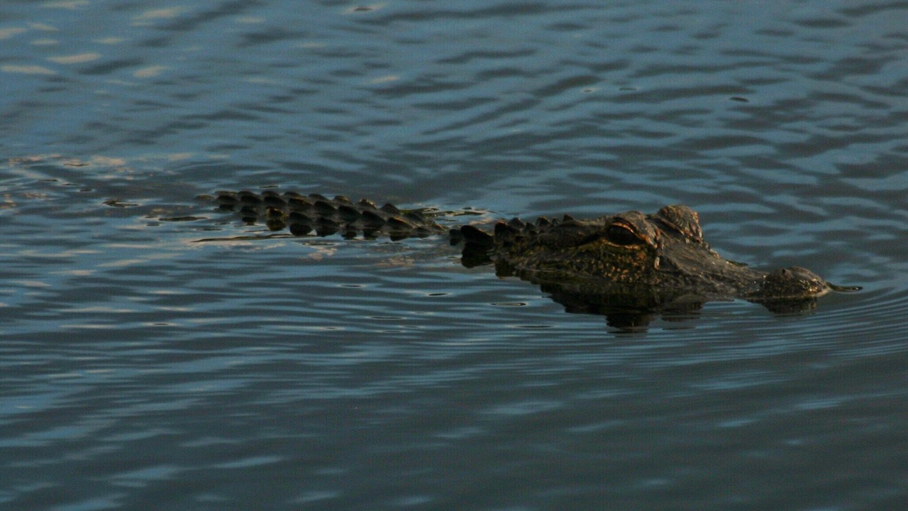 Photo of Others in White Marsh