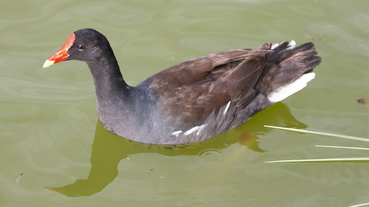 Photo of Others in Venice Gardens