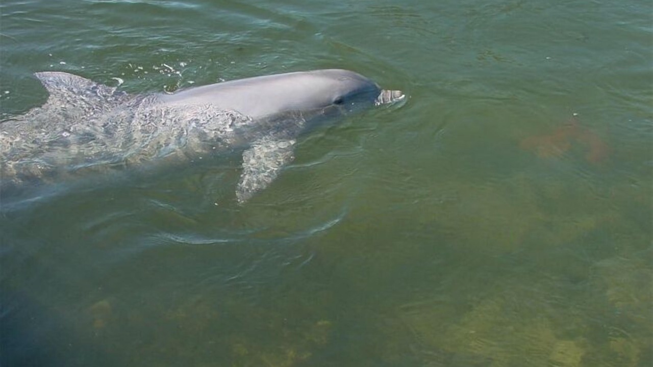 Photo of Others in Live Oak Landings