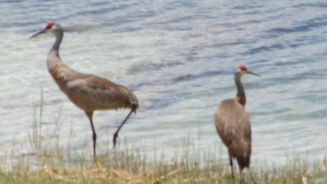 Photo of Others in Lake Wales