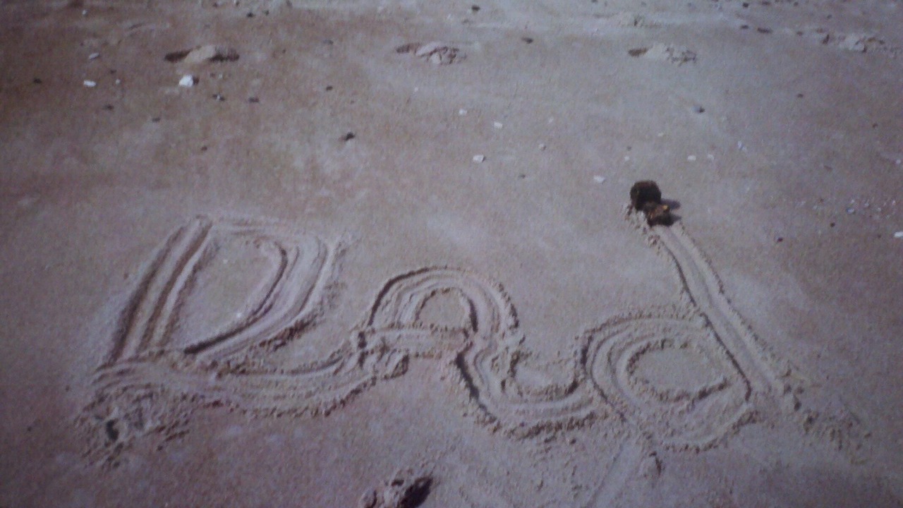Photo of Others in Indian Rocks Beach