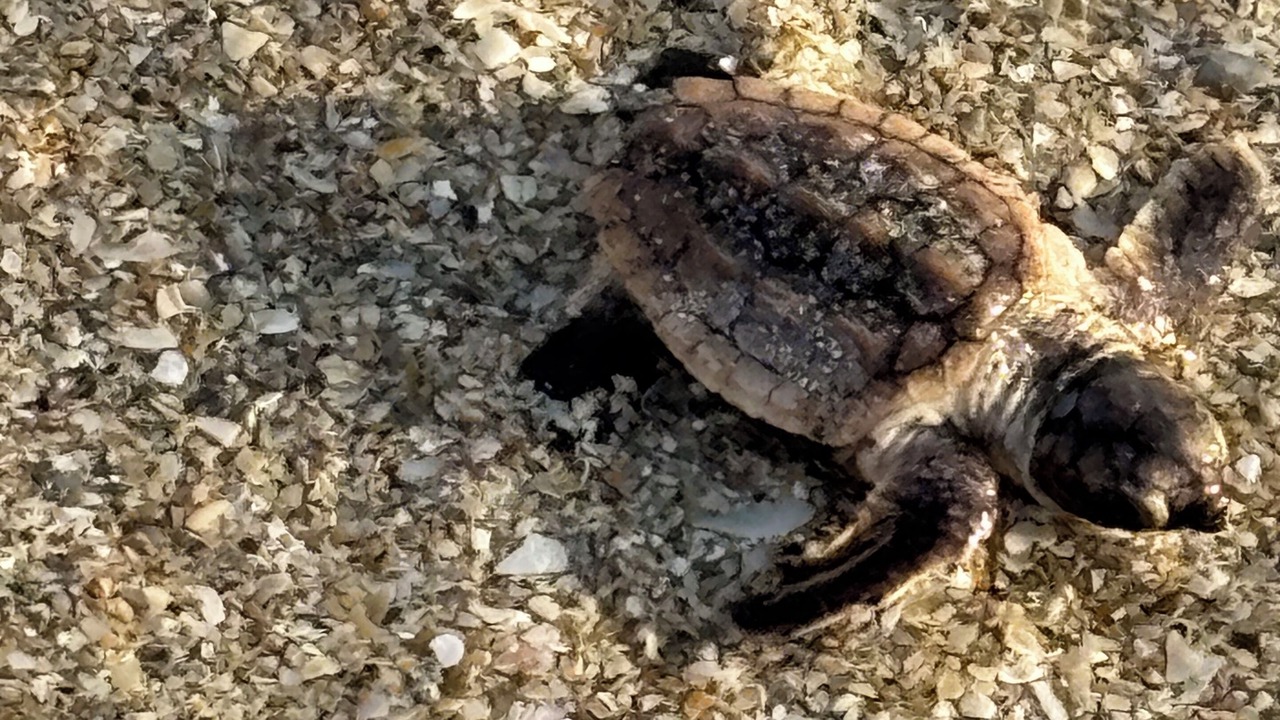 Photo of Others in Hutchinson Island South