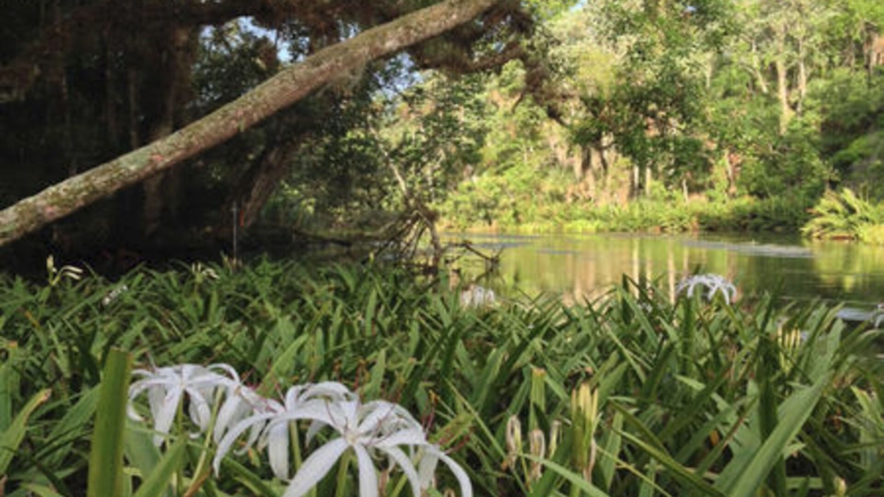 Photo of Others in Chassahowitzka