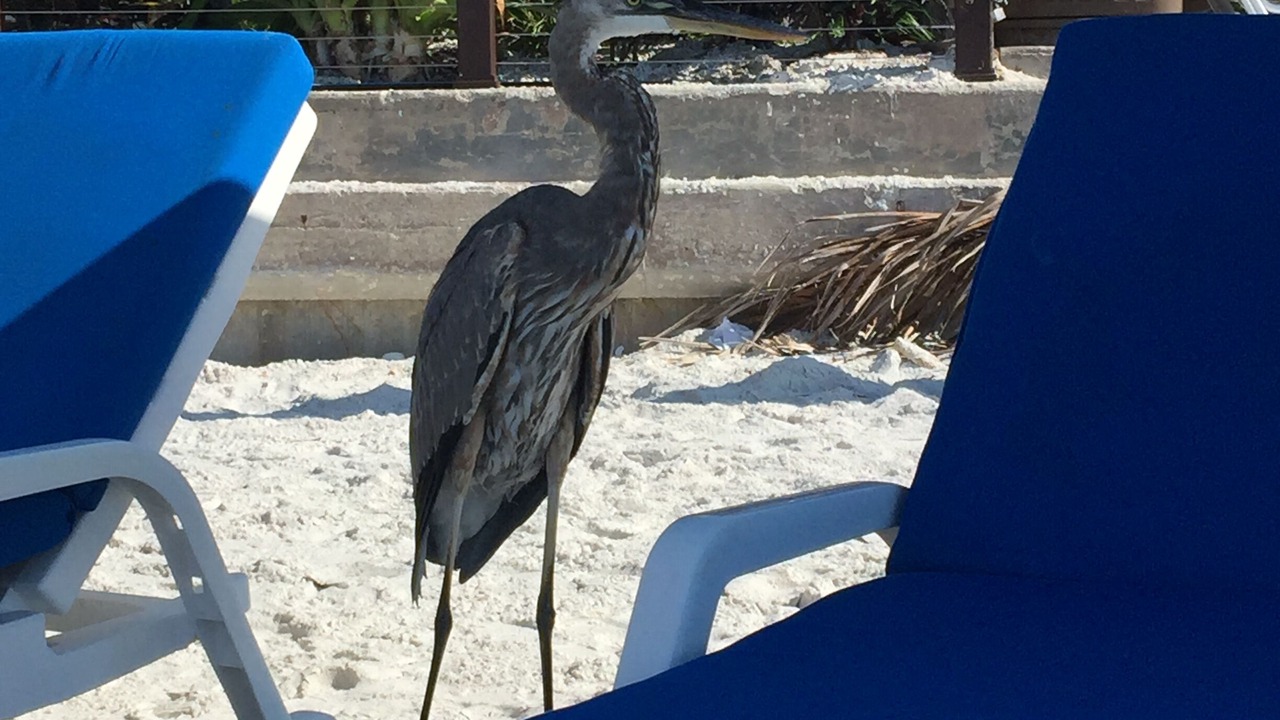 Photo of Outdoor in Clearwater Beach