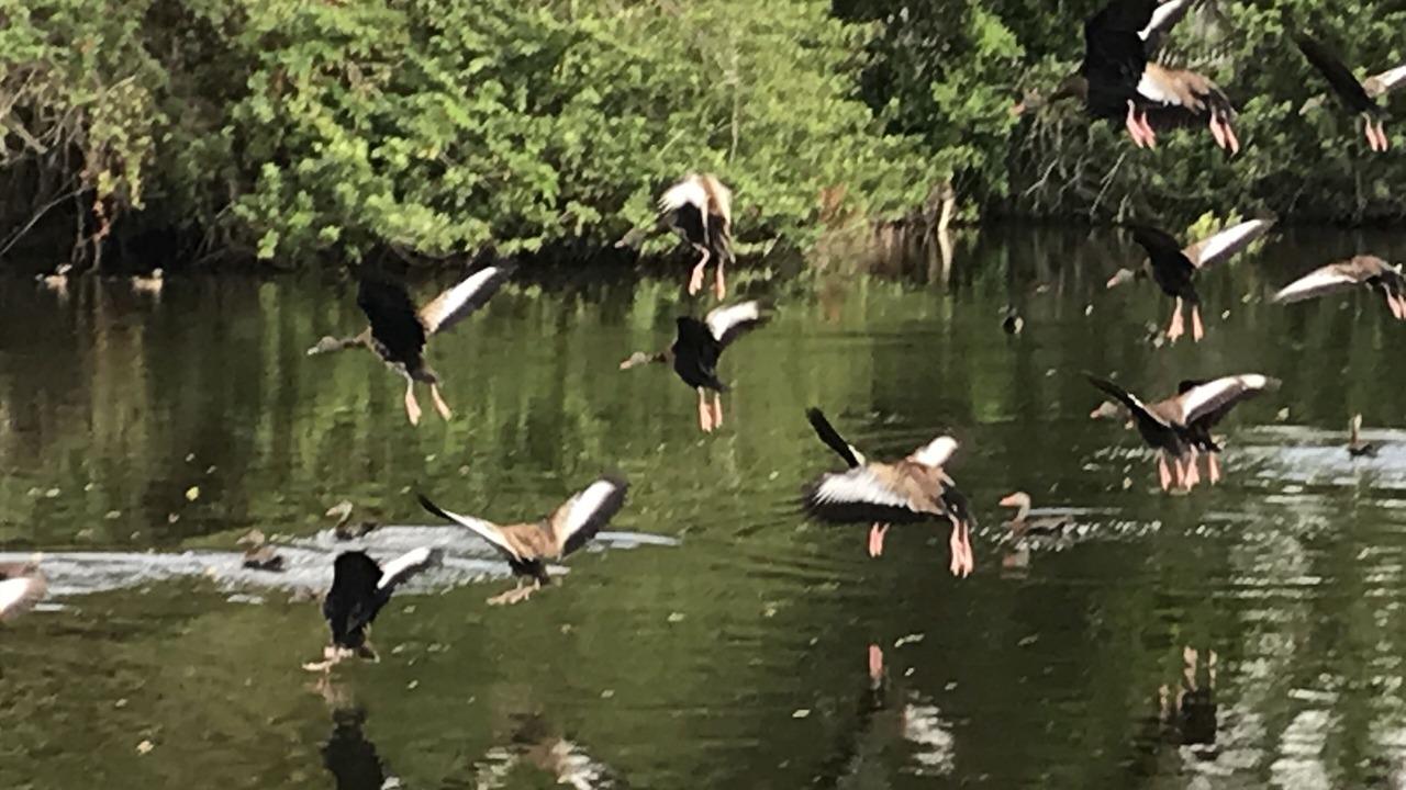 Photo of Others in Gulf Gate Estates