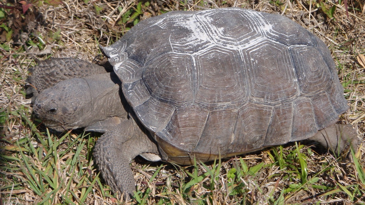Photo of Others in Dinkins Bayou
