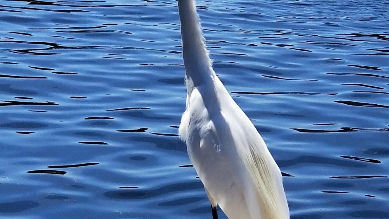 Photo of Others in Signal Cove