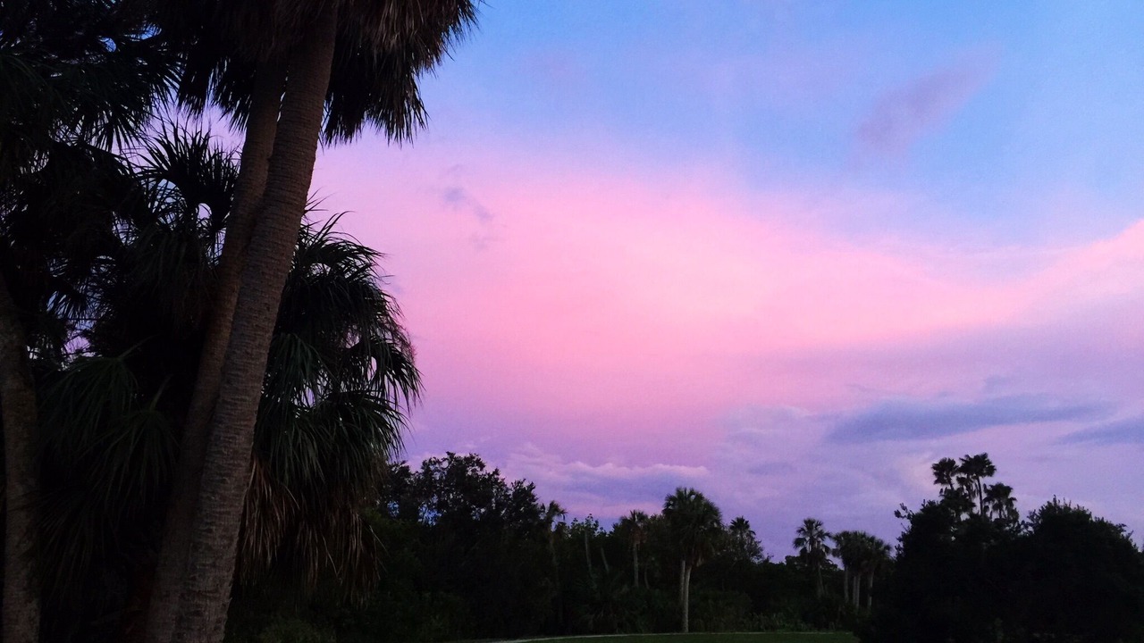 Photo of Others in Safety Harbor