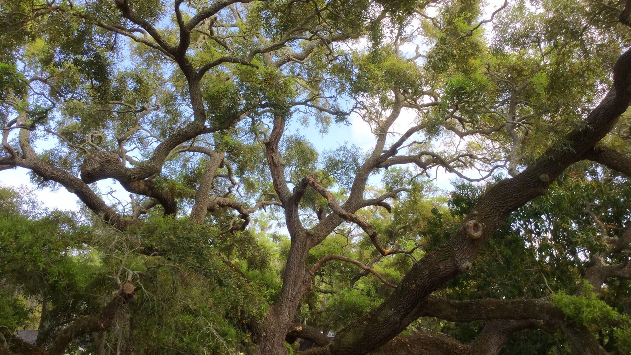 Photo of Others in Safety Harbor