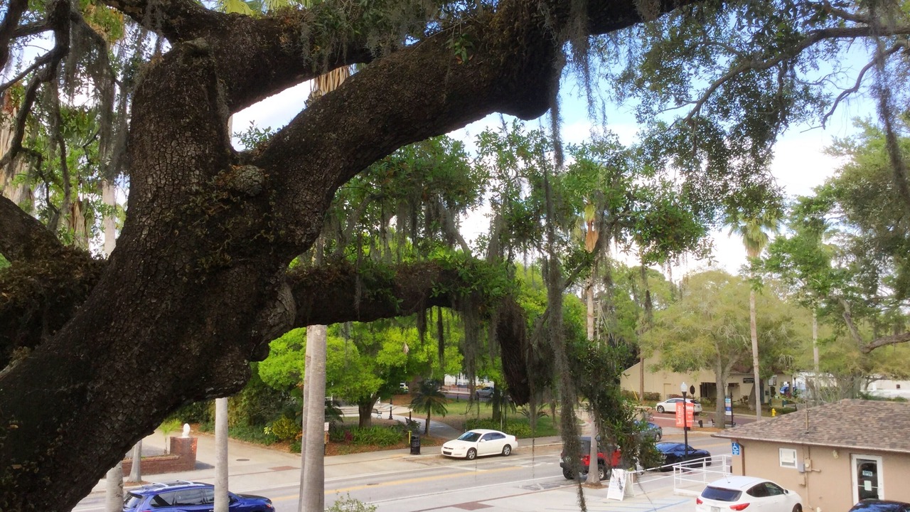 Photo of Others in Safety Harbor