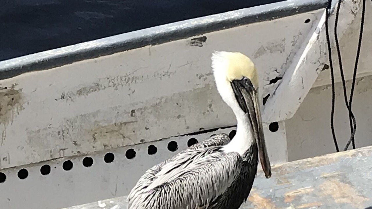 Photo of Others in Tarpon Springs