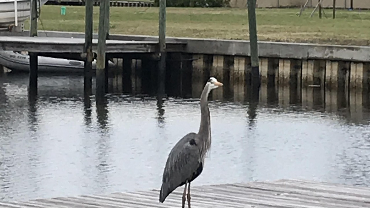 Photo of Others in Tarpon Springs