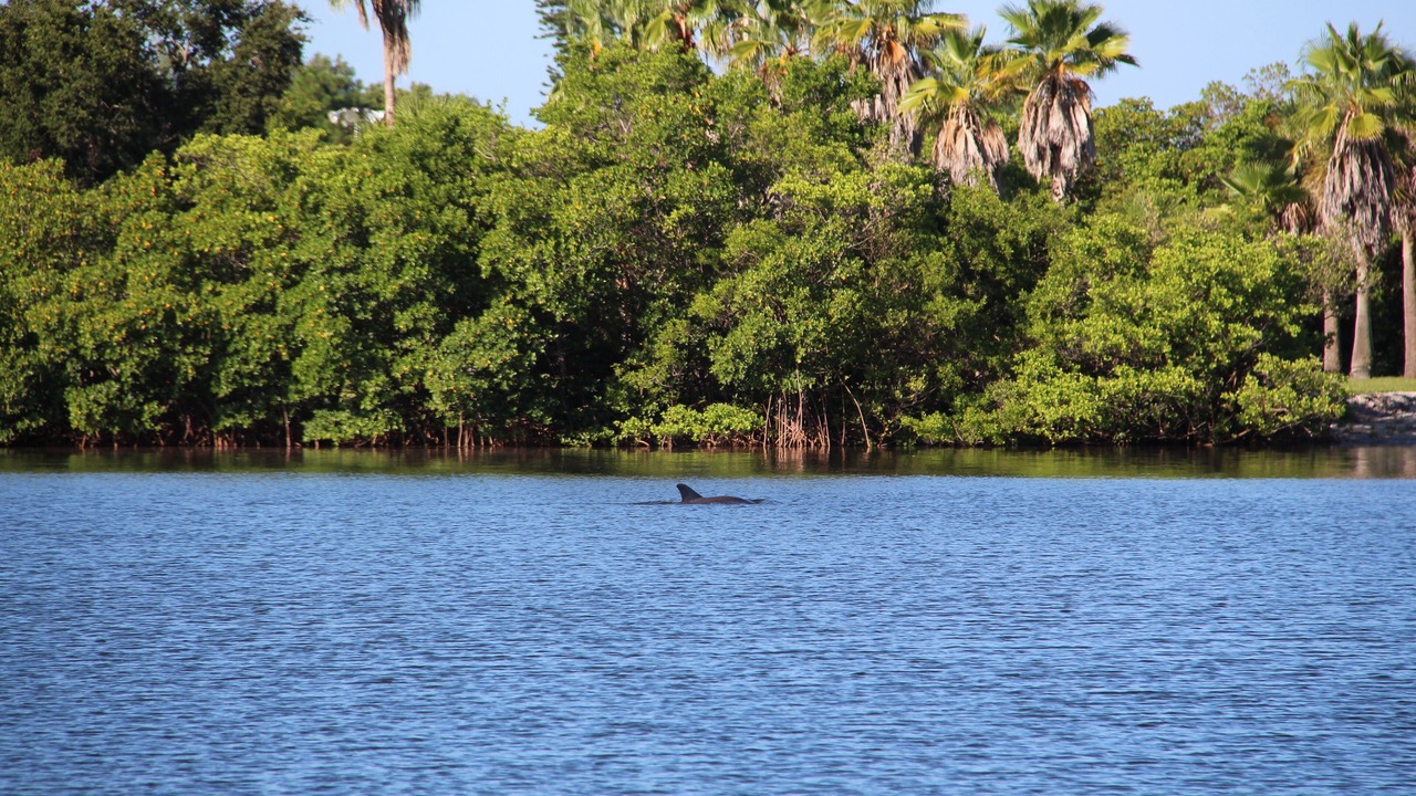 Photo of Outdoor in Coquina Key