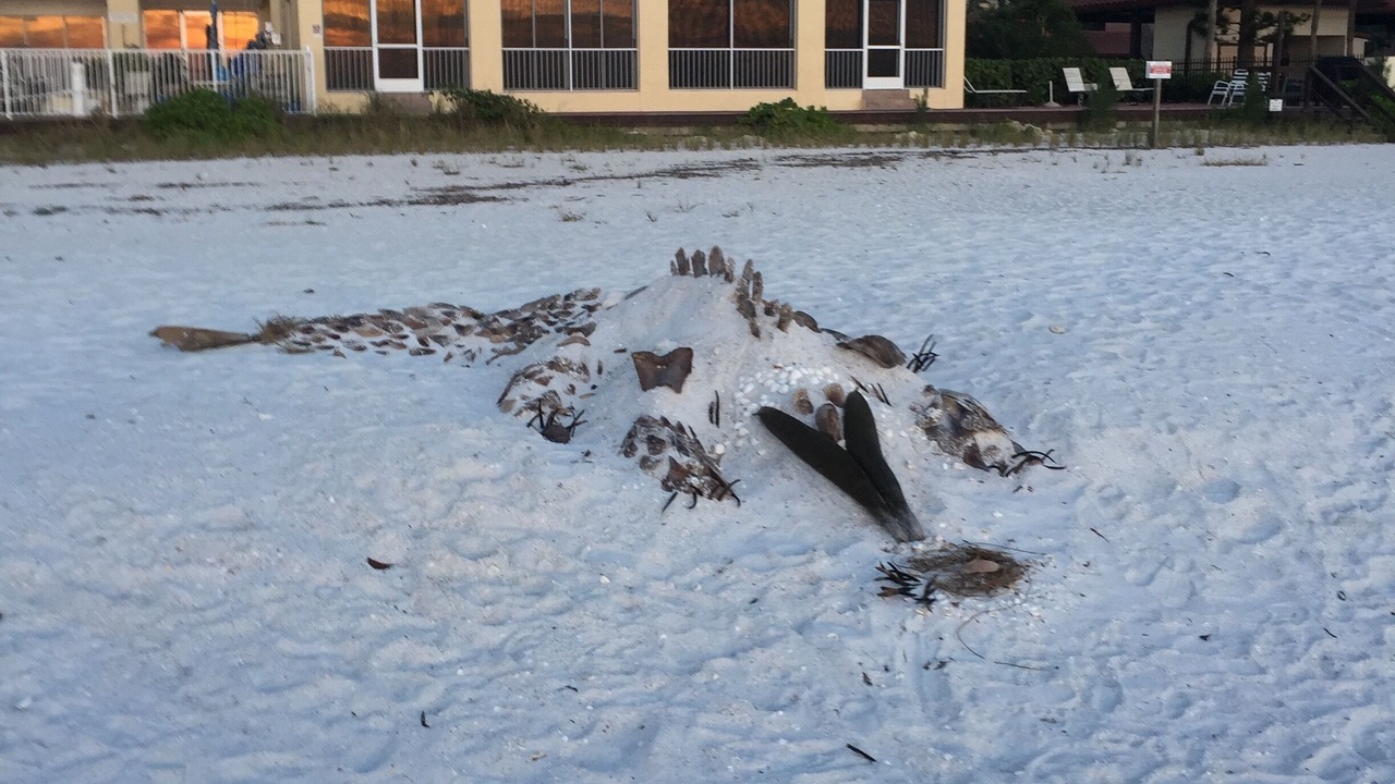 Photo of Others in Bonita Springs