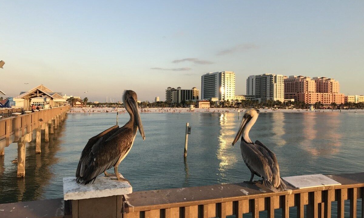 Photo of Others in Clearwater