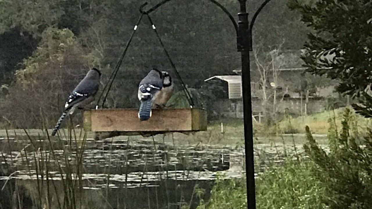 Photo of Others in Plantation Estates