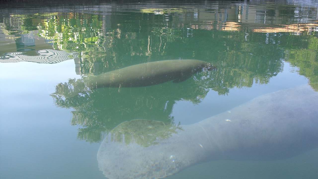 Photo of Outdoor in Springs at Kings Bay