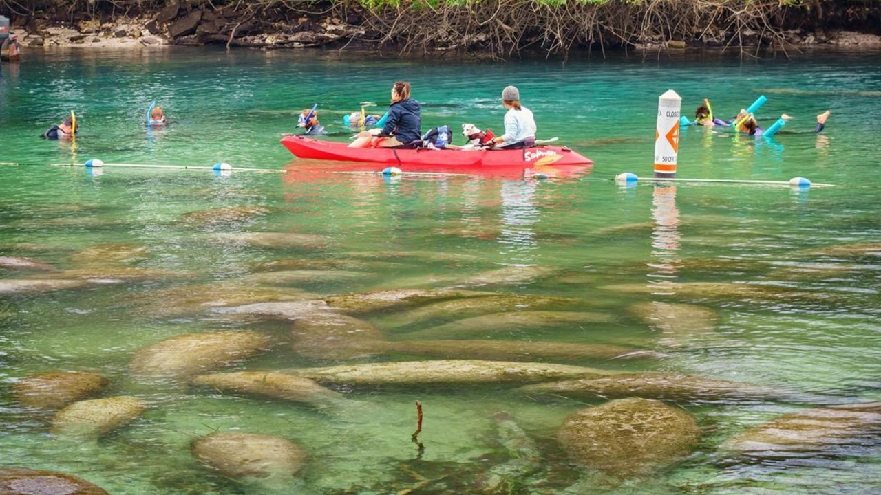 Photo of Others in Springs at Kings Bay