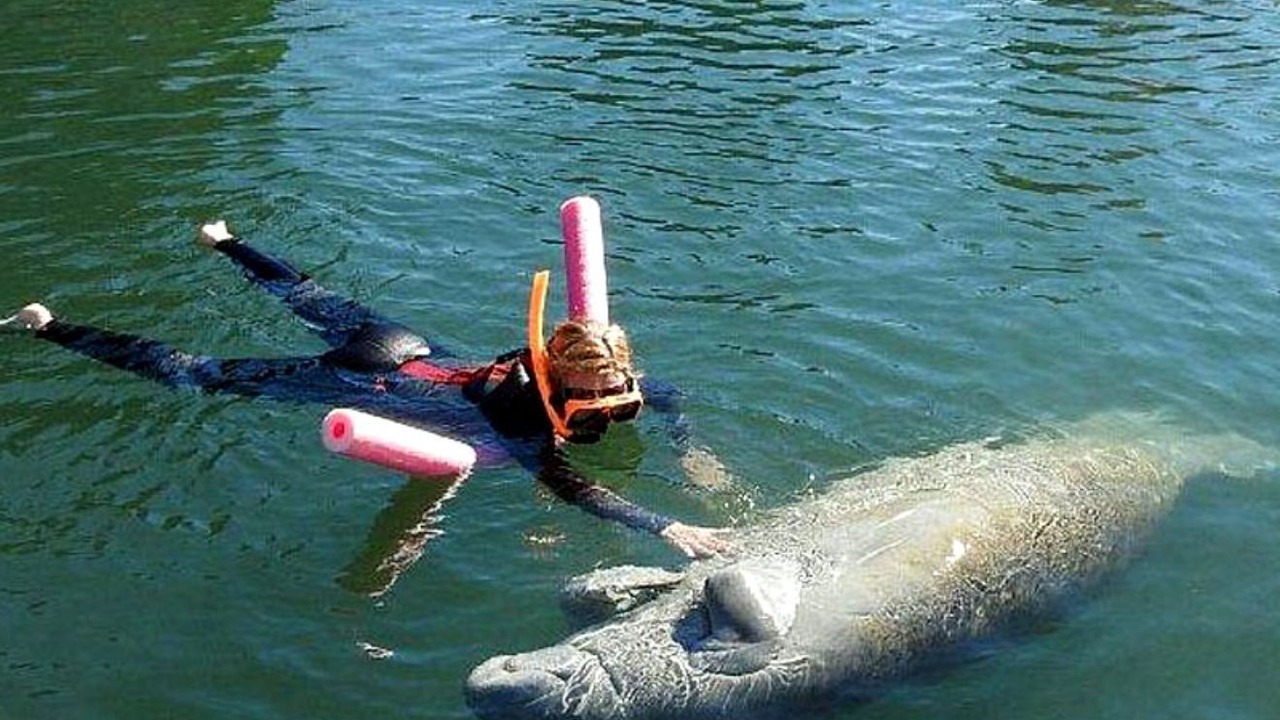 Photo of Others in Springs at Kings Bay