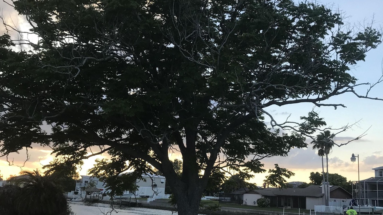 Photo of Others in Spring Hill
