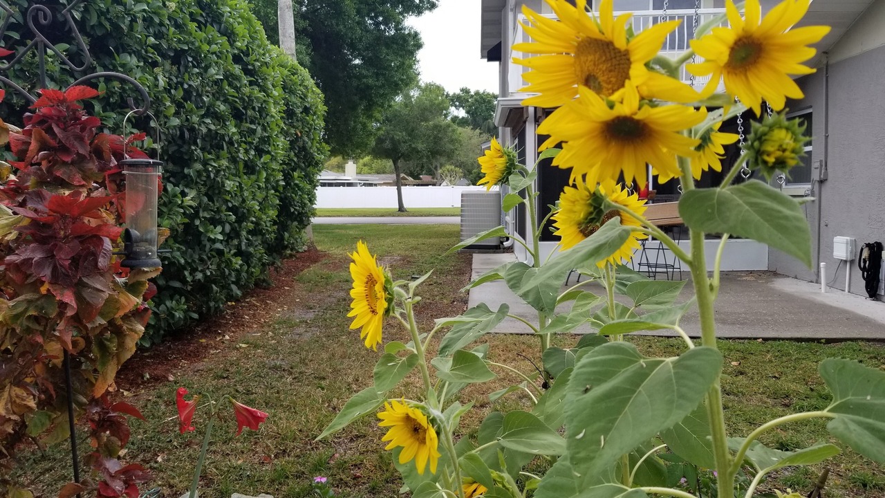 Photo of Outdoor in Oldsmar