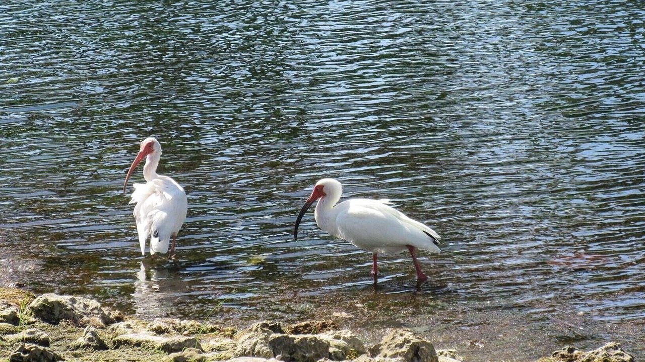 Photo of Others in South Island