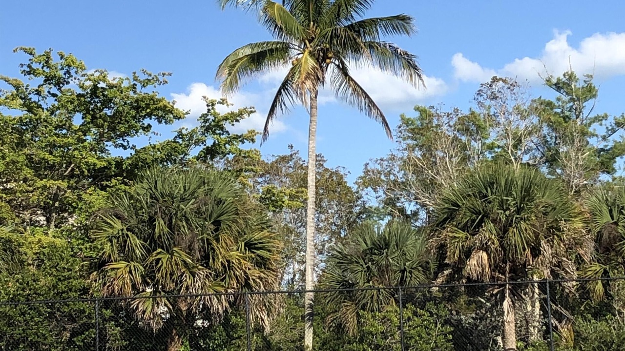 Photo of Others in Gulf Pines