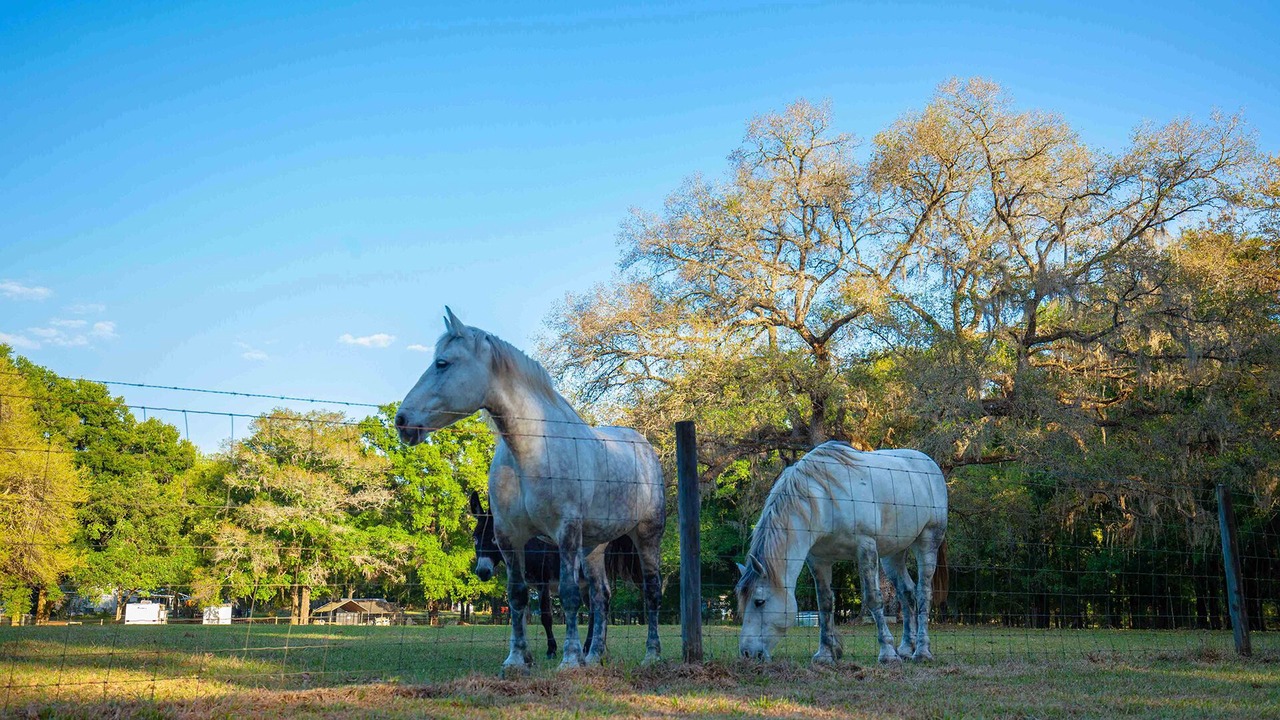 Photo of Outdoor in Brooksville