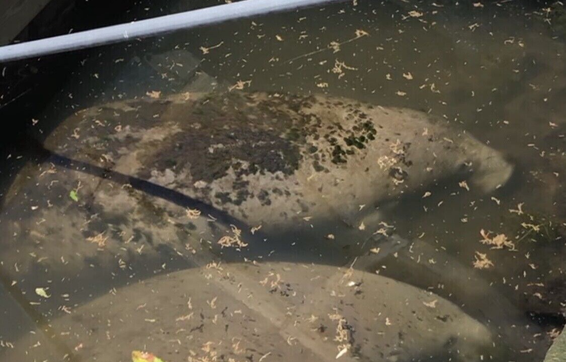 Photo of Others in Indian Waters