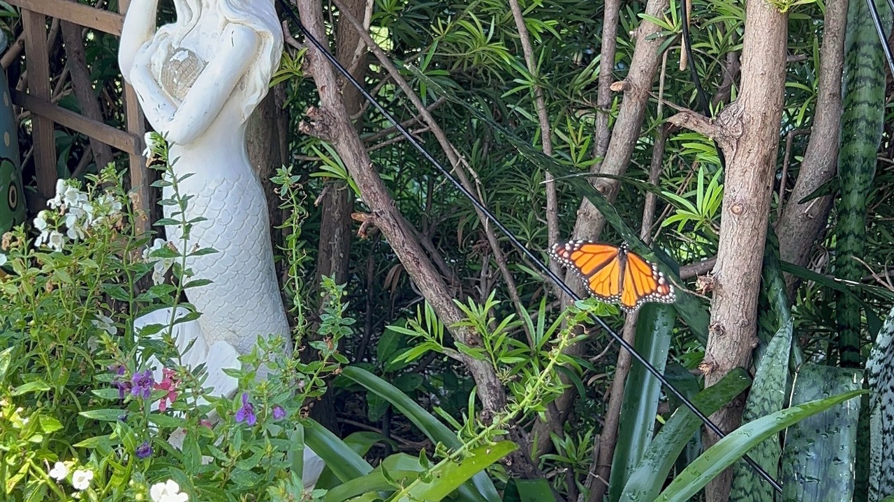 Photo of Outdoor in Deerfield Beach