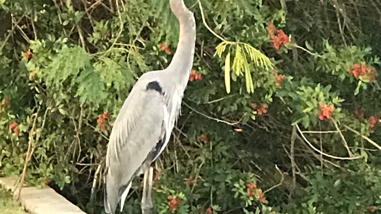 Photo of Others in Cape Cay