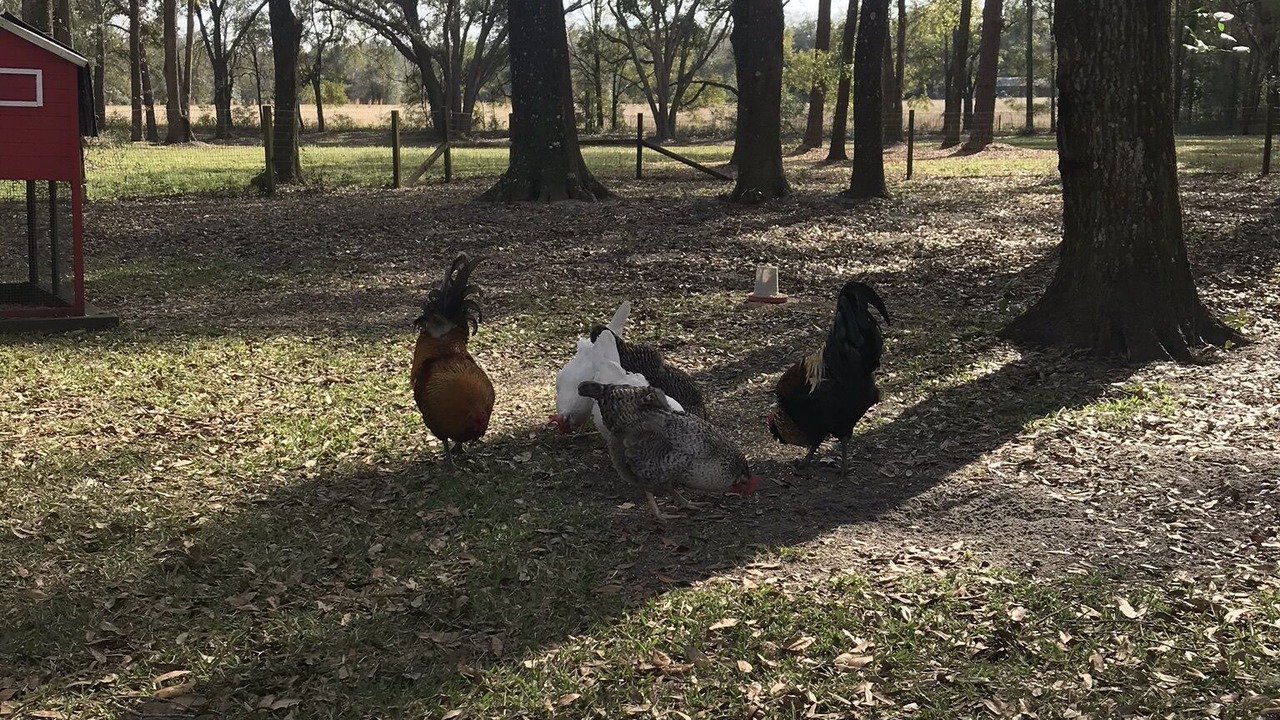 Photo of Others in Alachua