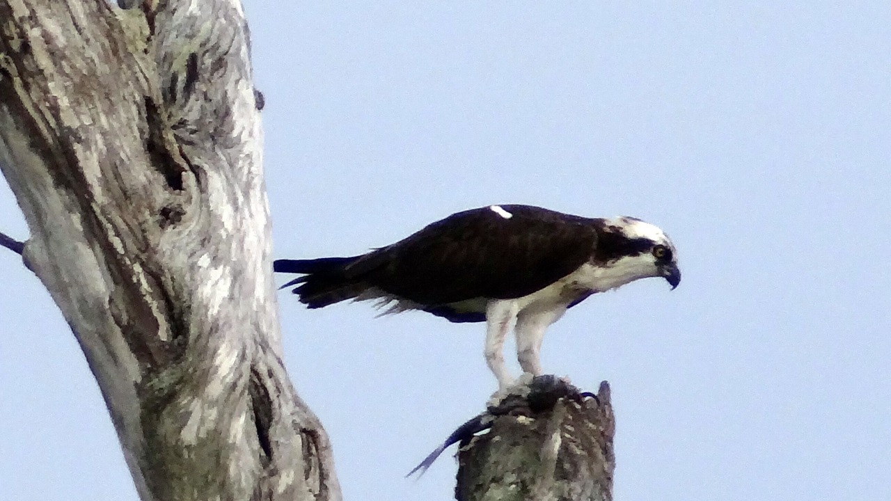 Photo of Others in Naples Park