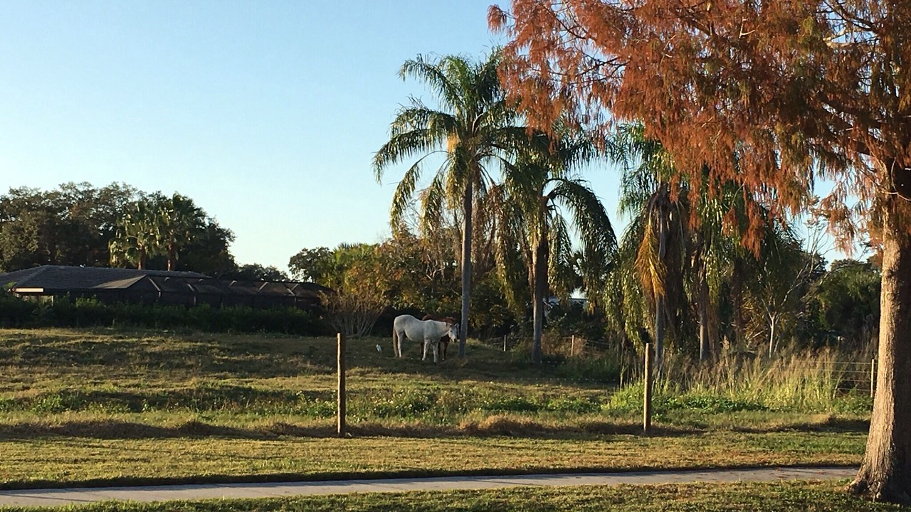 Photo of Others in Gulf Gate Estates