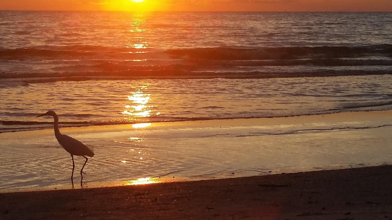 Photo of Others in Indian Rocks Beach