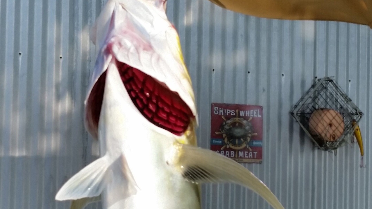 Photo of Others in Homosassa