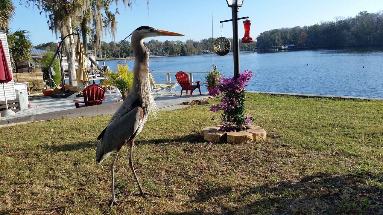 Photo of Others in Homosassa
