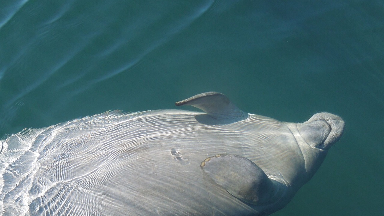 Photo of Others in Homosassa