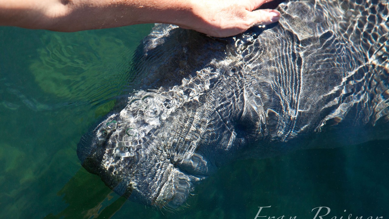 Photo of Others in Homosassa
