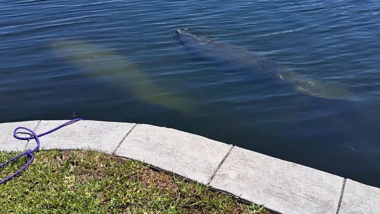 Photo of Others in Homosassa