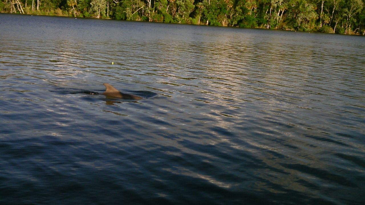 Photo of Others in Homosassa